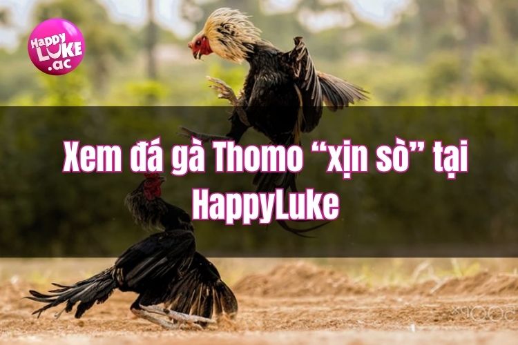 Hướng dẫn xem đá gà Thomo cực “xịn sò” tại HappyLuke