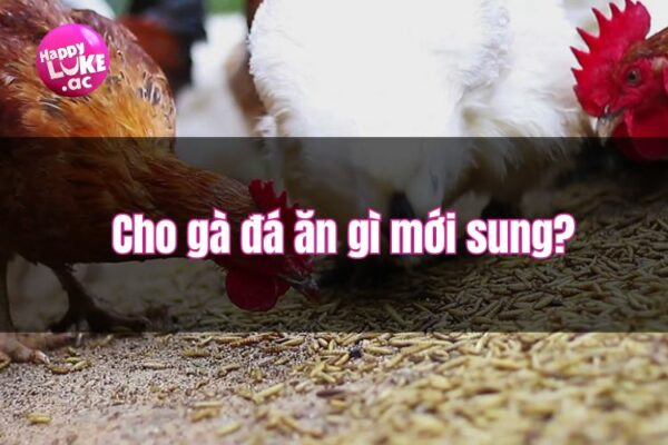 Giải đáp kinh nghiệm cho gà đá ăn gì mới sung?