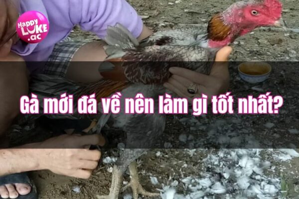 Kinh nghiệm: Gà mới đá về nên làm gì tốt nhất? 