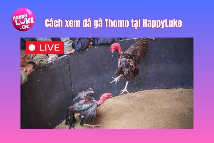 Hướng dẫn cách xem đá gà Thomo và đặt cược tại nhà cái HappyLuke