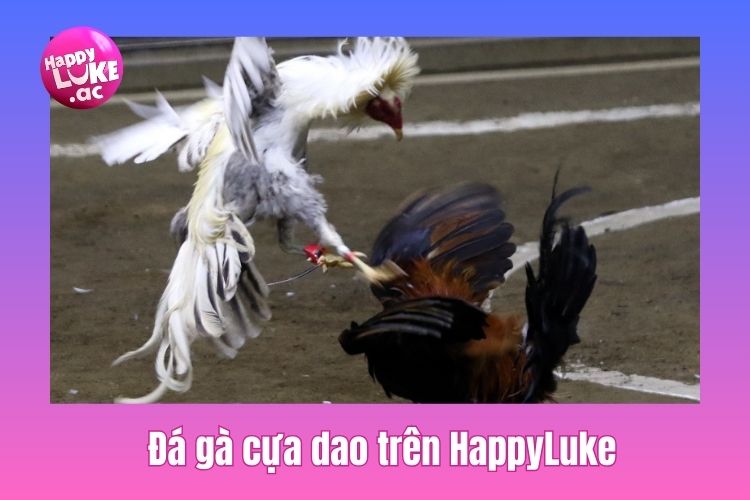 Hướng dẫn chơi đá gà cựa dao trên HappyLuke