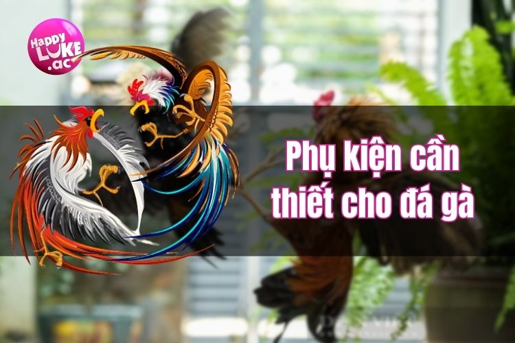 Tổng hợp các loại phụ kiện cần thiết cho đá gà từ sư kê chuyên nghiệp