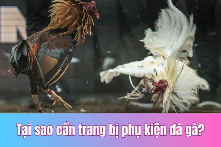 Tại sao cần trang bị phụ kiện cần thiết cho đá gà?