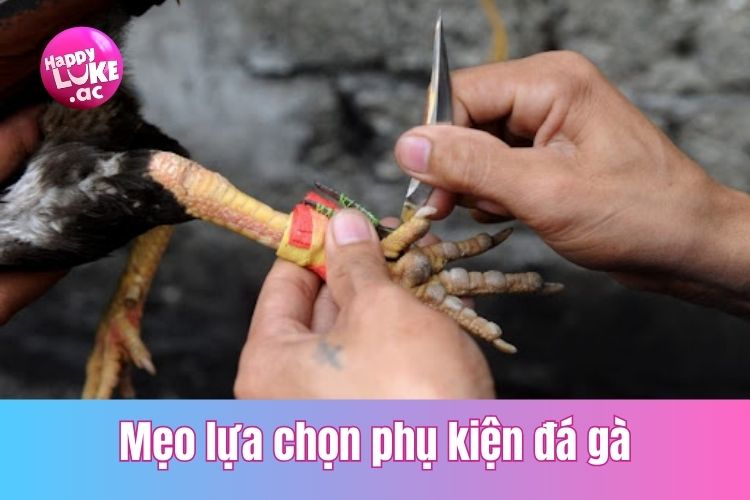 Mẹo lựa chọn các phụ kiện cần thiết cho đá gà