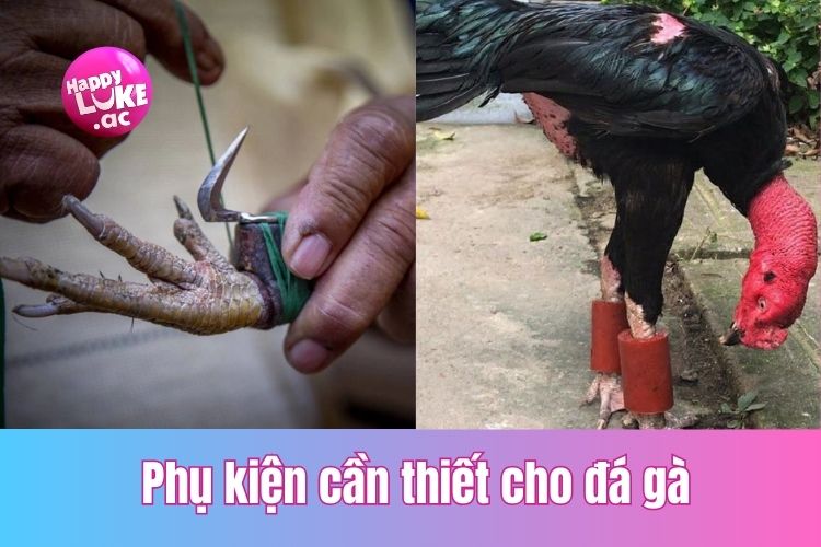 Những dòng phụ kiện cần thiết cho đá gà mà bạn cần biết